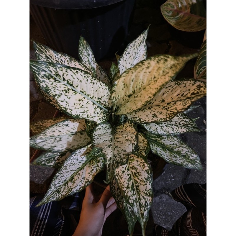 Aglonema Snow White Rumpun