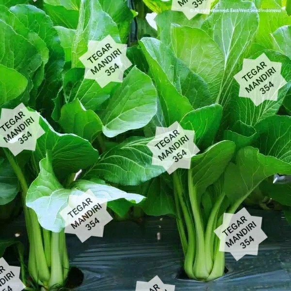 BIBIT SAWI TOSAKAN 25GRAM /BENIH SAWI HIJAU TOSAKAN