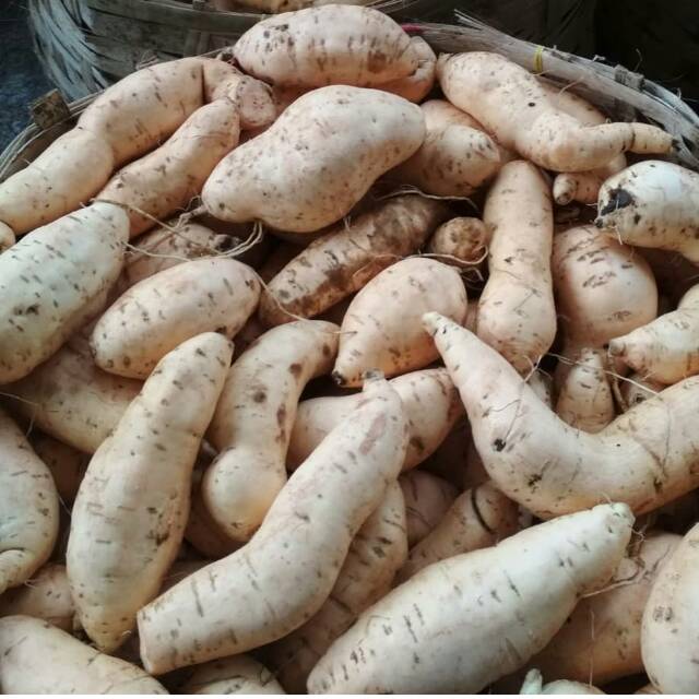 

Ubi Cilembu Segar