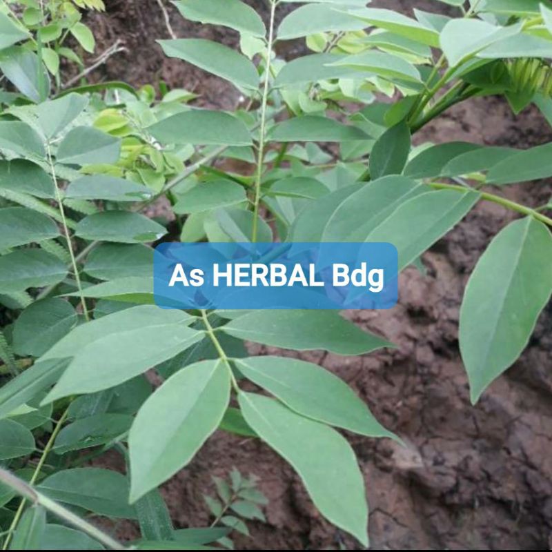 

Daun Gamal segar per 1 Kg petik langsung-az