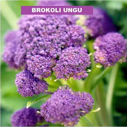Bisa bayar di tempat - BROKOLI UNGU 3 Biji / Benih / bibit ( BROKOLI UNGU / BROKOLI UNGU UNGGUL ) Mu