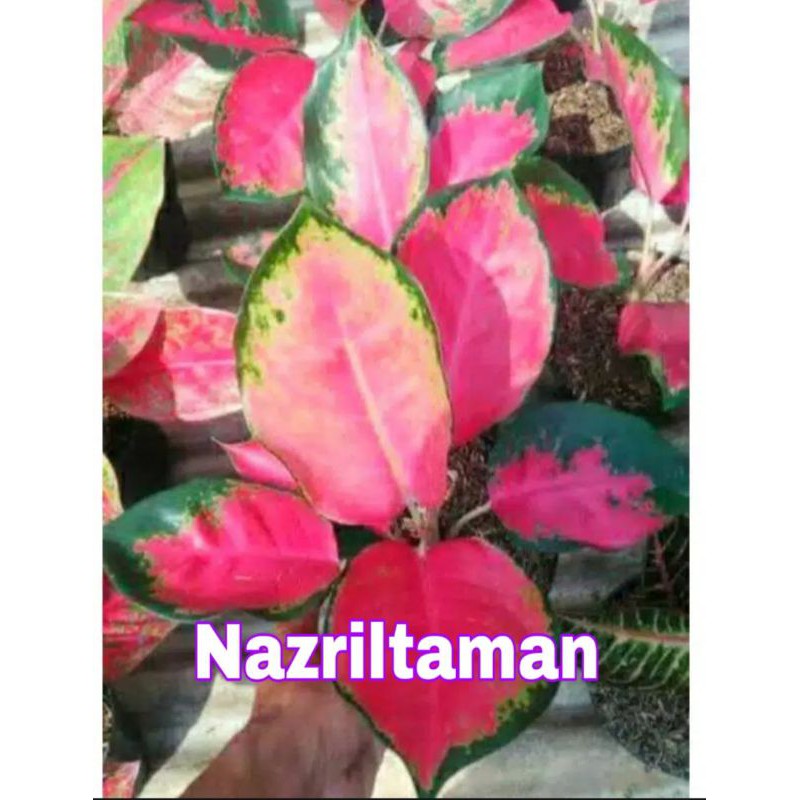 Bunga Aglonema red majesty / Bibit red majesty / Tanaman hias aglonema red majesty