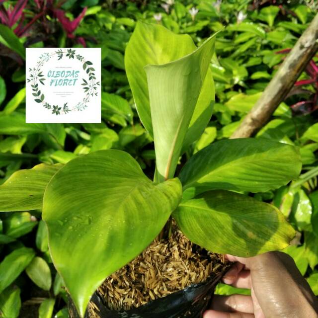 TANAMAN HIAS CALATHEA BINTANG  Shopee Indonesia