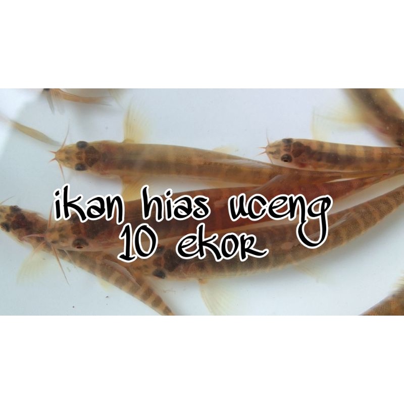 hiasan akuarium jeler uceng 10e