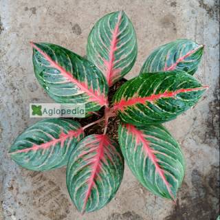 Keladi Mini Keladi Mutiara Tanaman Hias Shopee Keladi Mini Keladi Mutiara Tanaman Hias Shopee