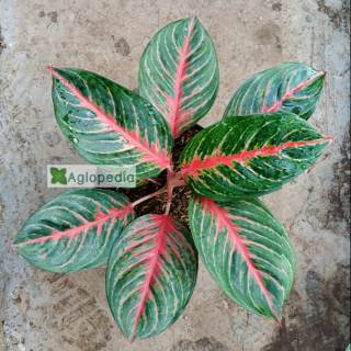 Keladi Mini Keladi Mutiara  Tanaman Hias Shopee 