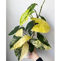 syngonium varigata yellow