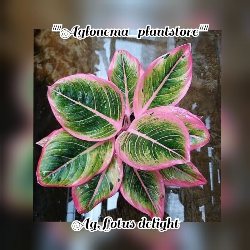 Tanaman hias aglonema lotus delight/bibit bonggol aglonema lotus delight