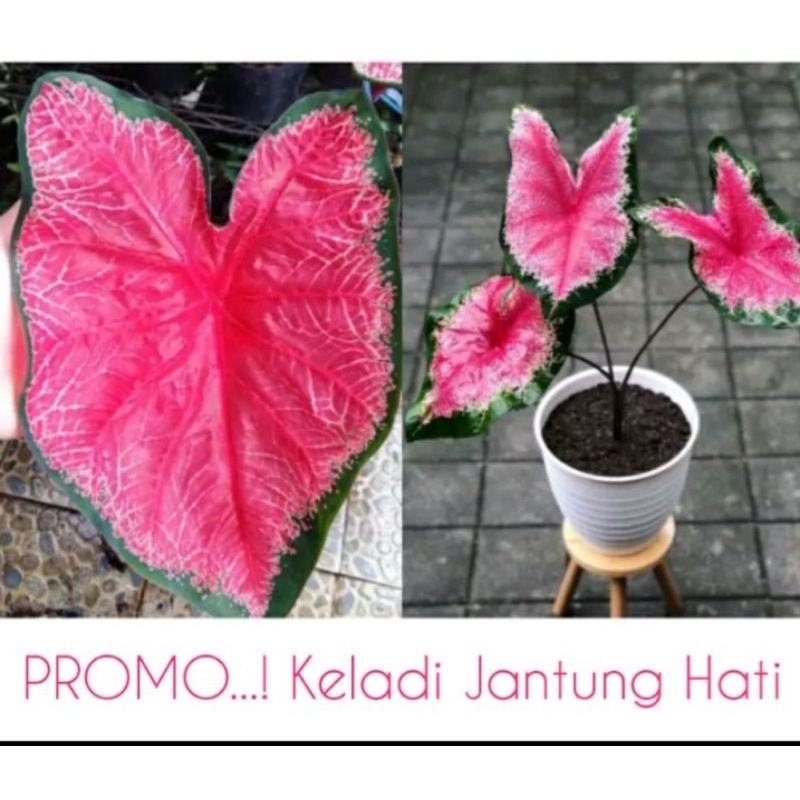 Anakan Bunga Keladi Jantung Hati / joker tanaman hias kaladium