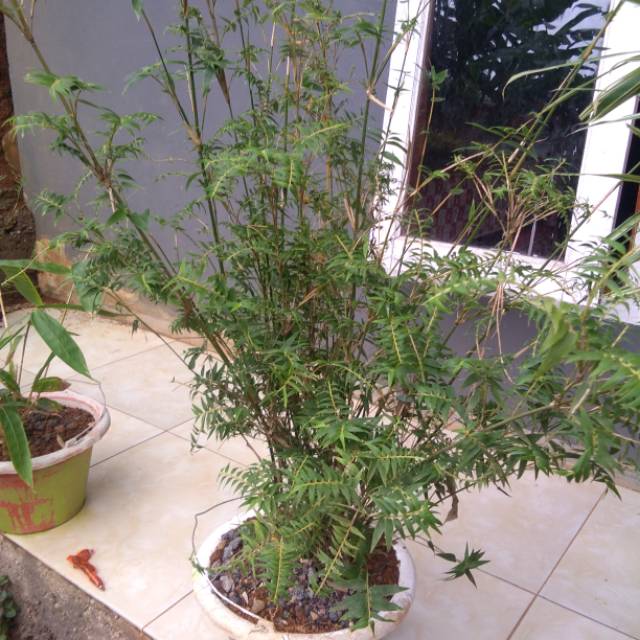 bambu hias cina, bambu hias mini