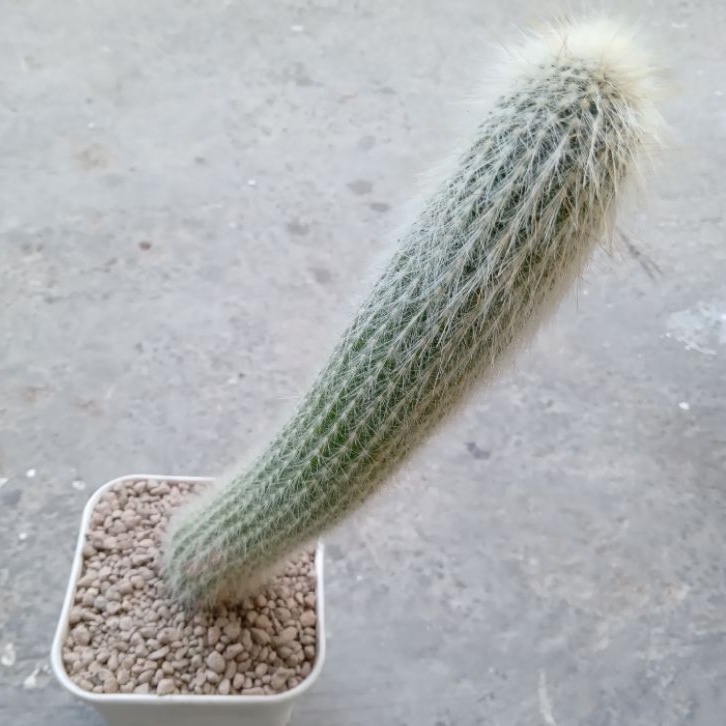 Kaktus Oldman | Cephalocereus Senilis | Old Man Cactus | Columnar | Oldman | Kolumnar