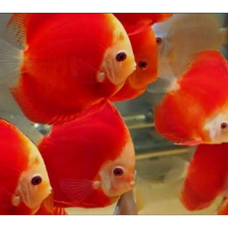 IKAN DISCUS RED MELLONE SIZE 2 IN