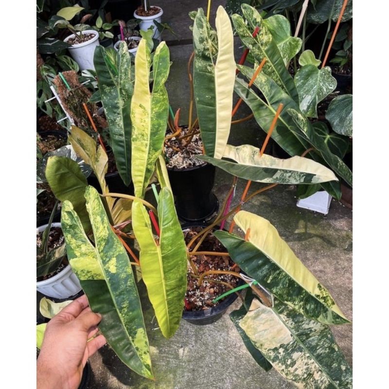 dapat 2 pcsBIBIT ASLI  Bibit bonggol Philodendron Billietiae Varigata/Kabel Busi Varigata