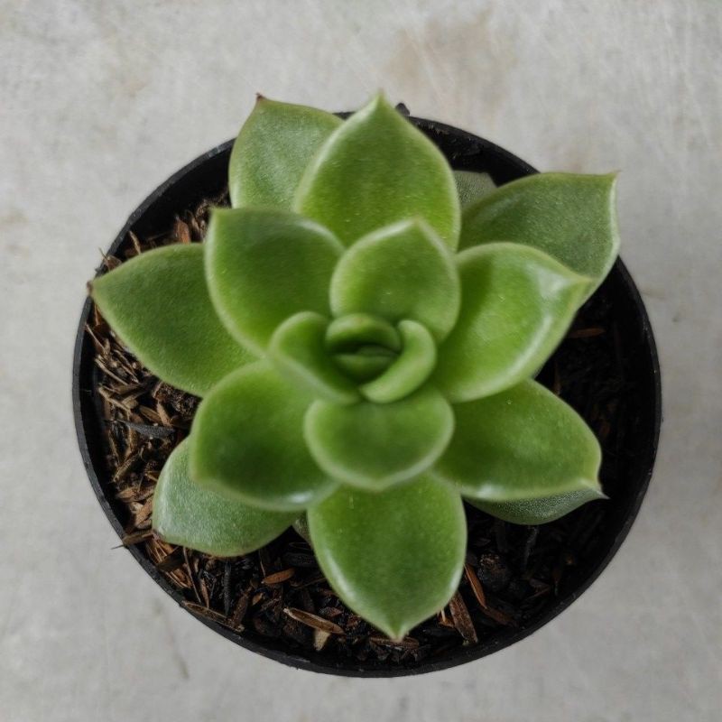 Kaktus Sukulen Echeveria Gilva