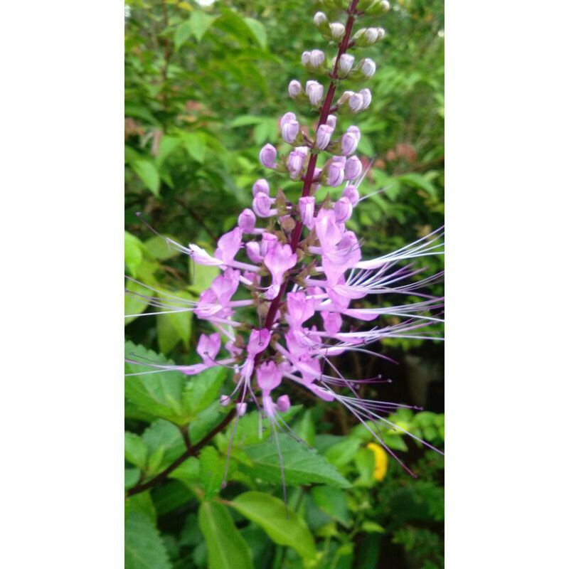 bibit tanaman herbal kumis kucing ungu