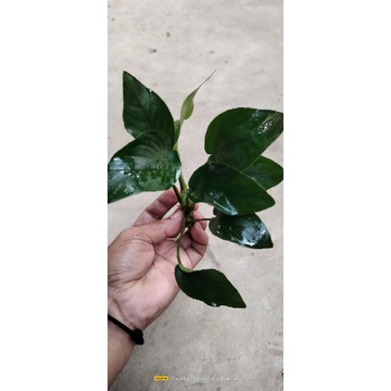 Anubias nana size L