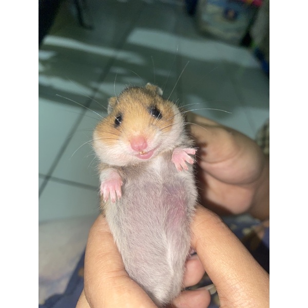 hamster syirian dewasa