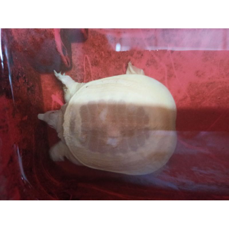 mainan bulus albino 7 cm
