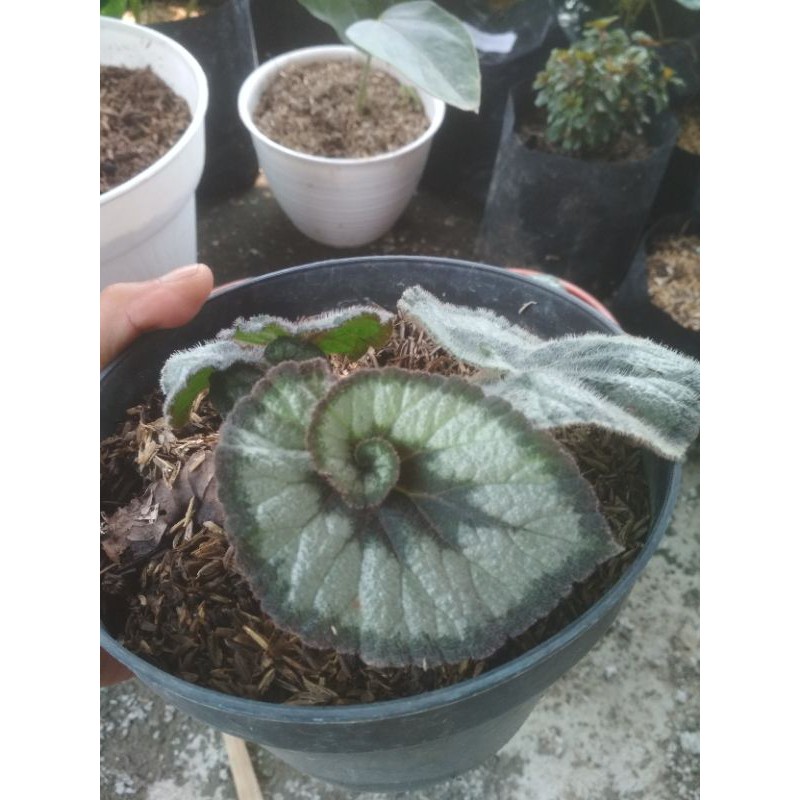 Begonia escargot/begonia keong