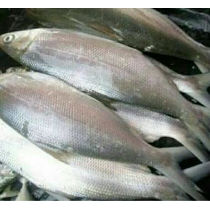 

ikan bandeng di potong 500gr