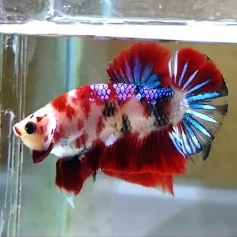 ikan cupang multicolor galaxy