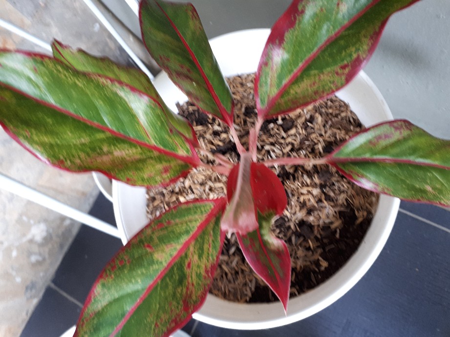 Bibit Bunga Aglonema Lipstik Aurora