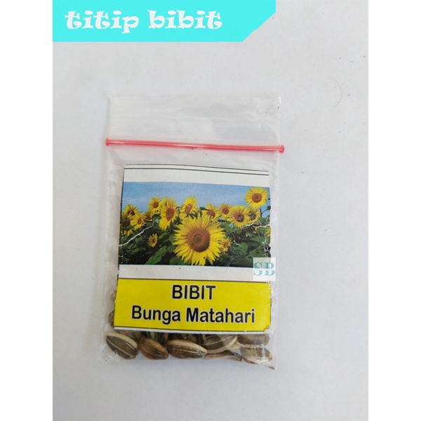 Benih Bunga Matahari Pohon Besar Kuwaci