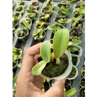 Anggrek Cattleya Seedling (bayi)  Hybrid Bunga Besar - anggrek cattleya murah (10 bonus 1)