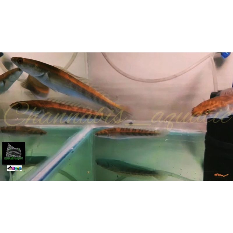 Channa Maru Oren Riau Grade A Sortiran Bar Tebal Rapih Bersih