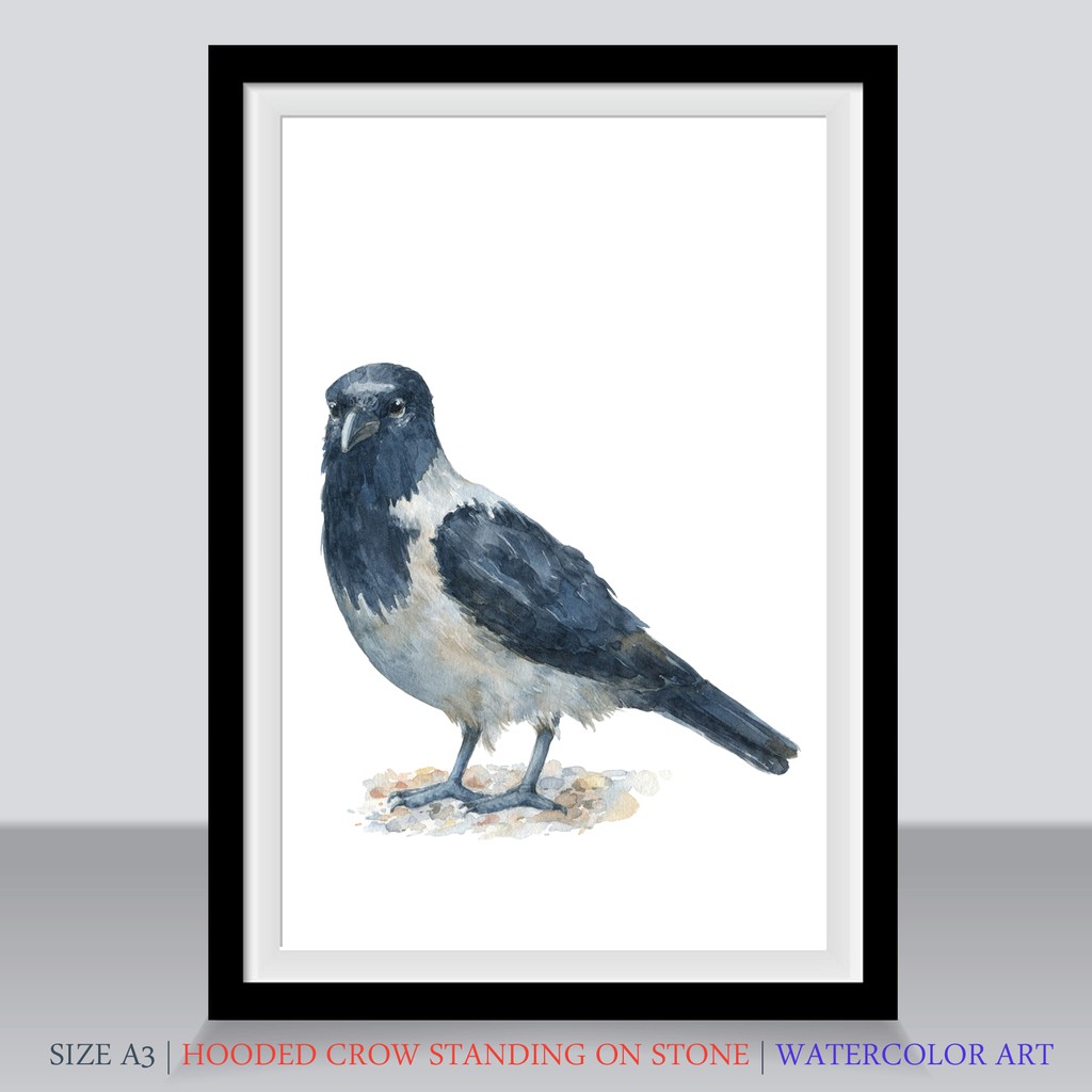 5300 Sketsa Gambar Burung Gagak Terbaik