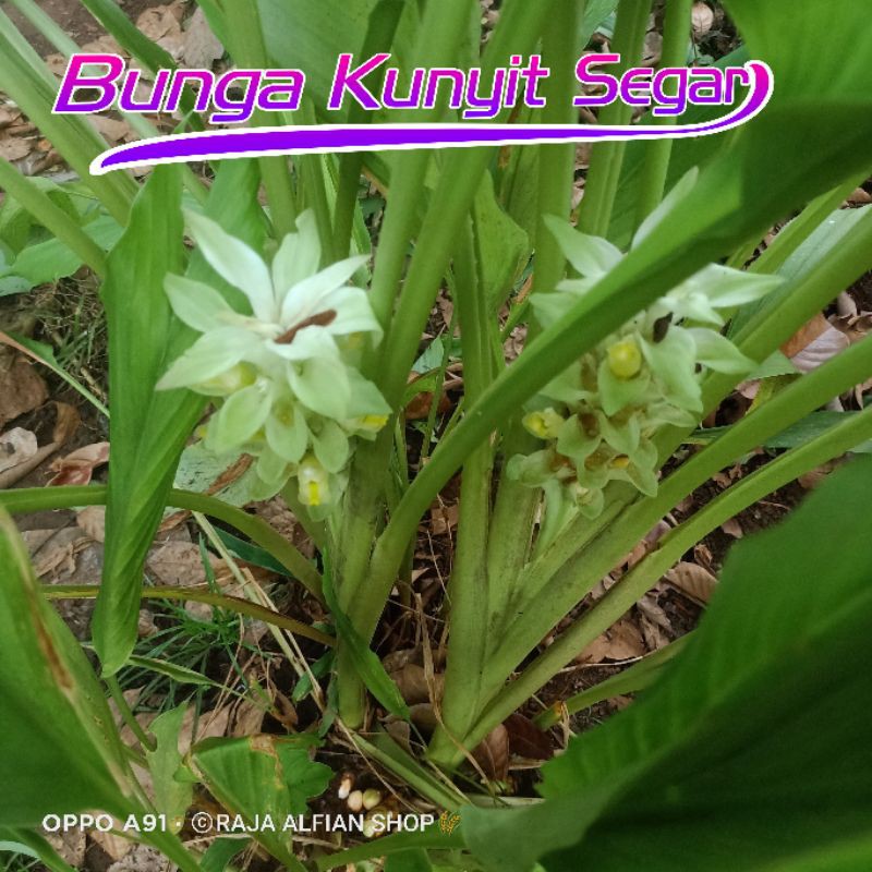 Bunga Kunyit Segar Per 2 Tangkai Shopee Indonesia