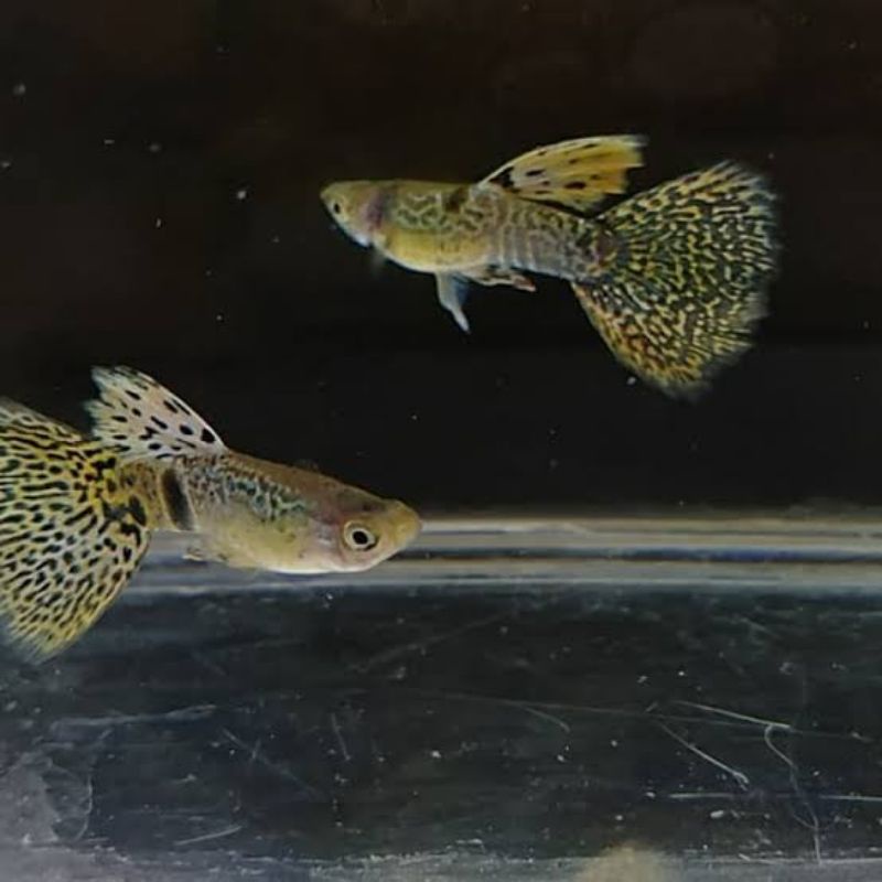 yeelow tiger king cobra (ytkc)