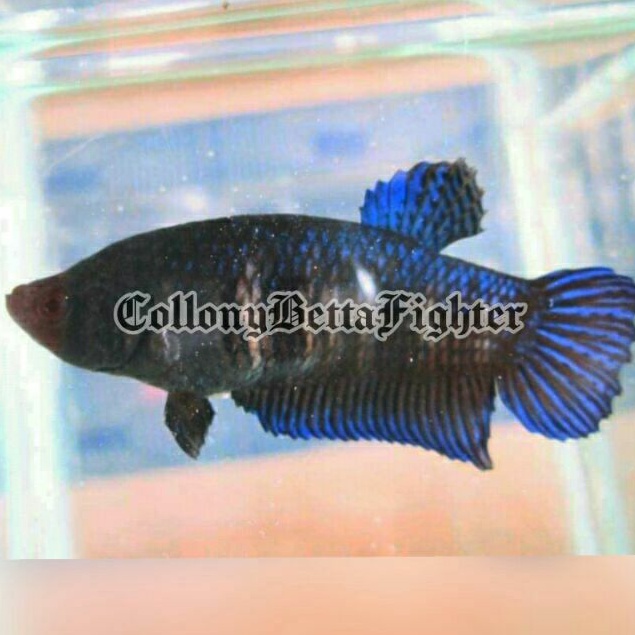 IKAN CUPANG ADU BETINA (LOKAL SUPER/SILANGAN)