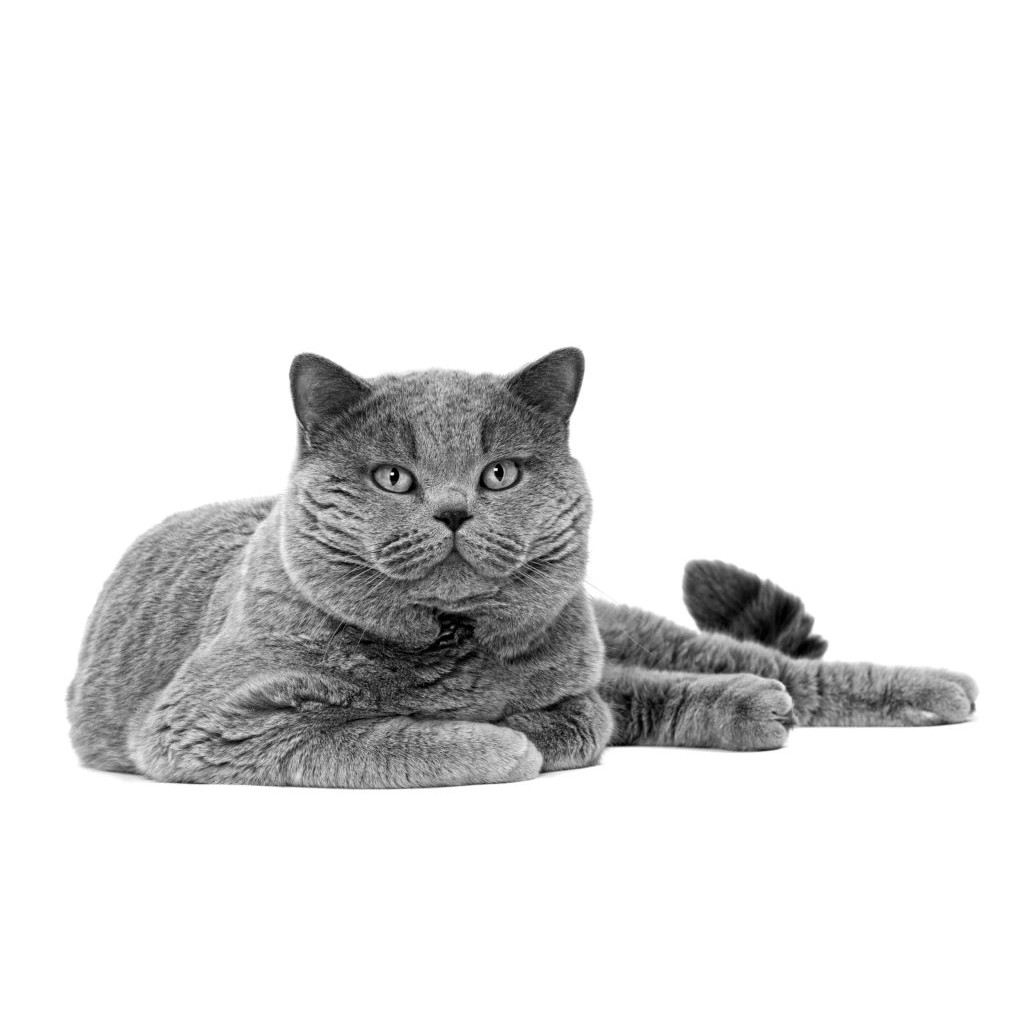 RC BRITISH SHORTHAIR 2 KG / royal canin / cat food / dry / makanan kucing / british short hair