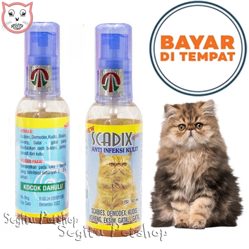 Obat Jamur Scabies Kucing