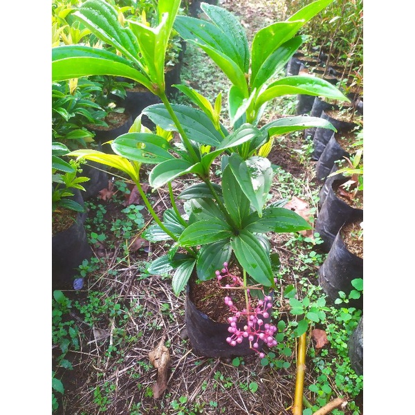 tanaman parijoto pohon parijoto buah parijoto