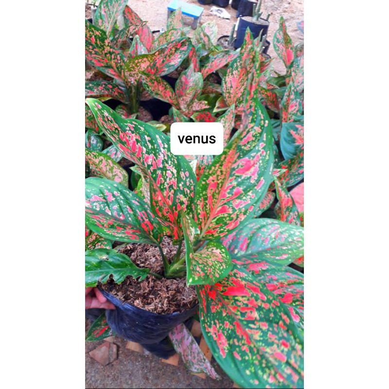 aglaonema venus murah