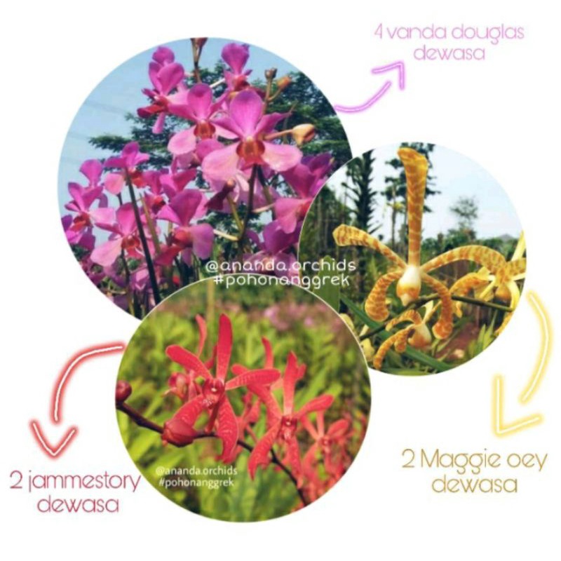 paket 3 tanaman hias anggrek tanah tanaman hidup bunga ungu/merah/kuning batik
