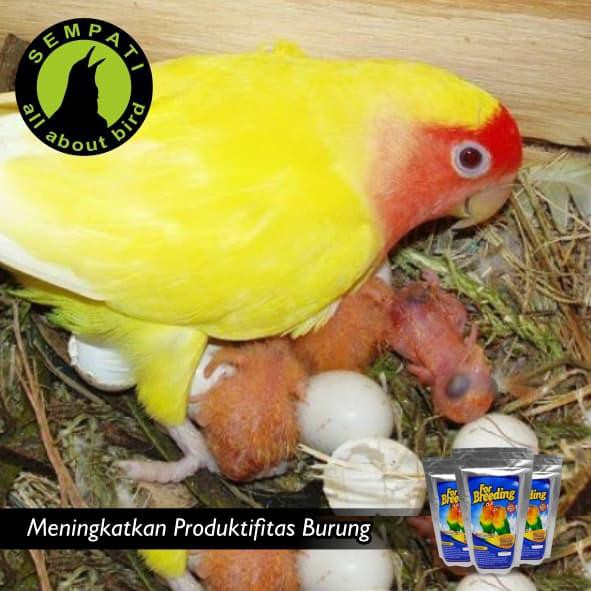 For Breeding Lovebird Pakan Khusus Ternak Burung Lovebird