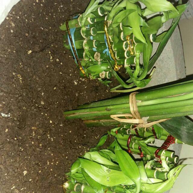 Tanaman Hias Bambu Rejeki Mini 3 Susun