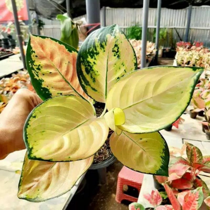 aglonema sultan Brunei anakan/aglonema sultan brunei beby