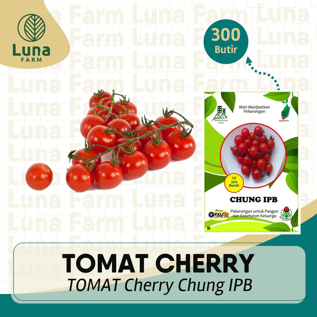 Benih Tomat Cherry CHUNG IPB
