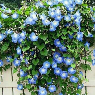 Tanaman Hias morning glori - rambat pagar - bunga morning glori .