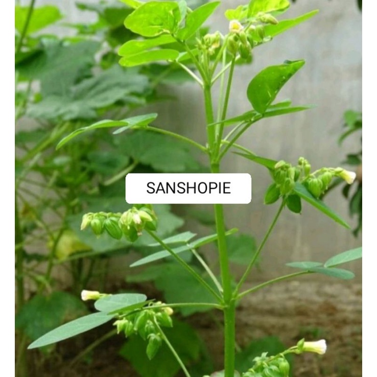 

Daun Belimbing Tanah Atau Daun Celincing Calingcing 500 gram