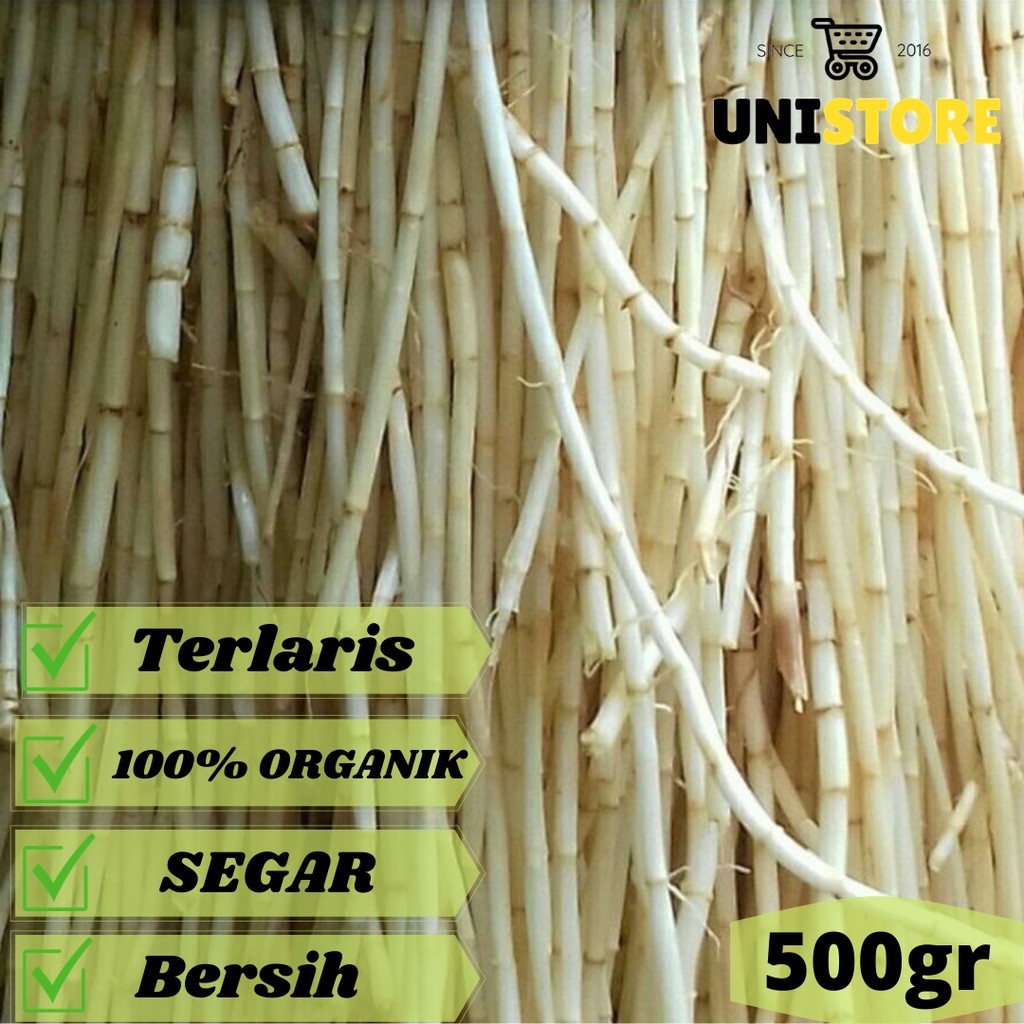 

AKAR ALANG ALANG SEGAR SUPER BERSIH 500GR [ fresh herbal produk ]