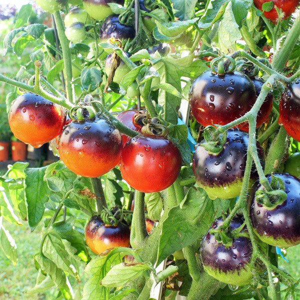 Benih Bibit Biji - Tomato Indigo Rose / Tomat Ungu (Kaya Antosianin / Antioksidan) Seeds