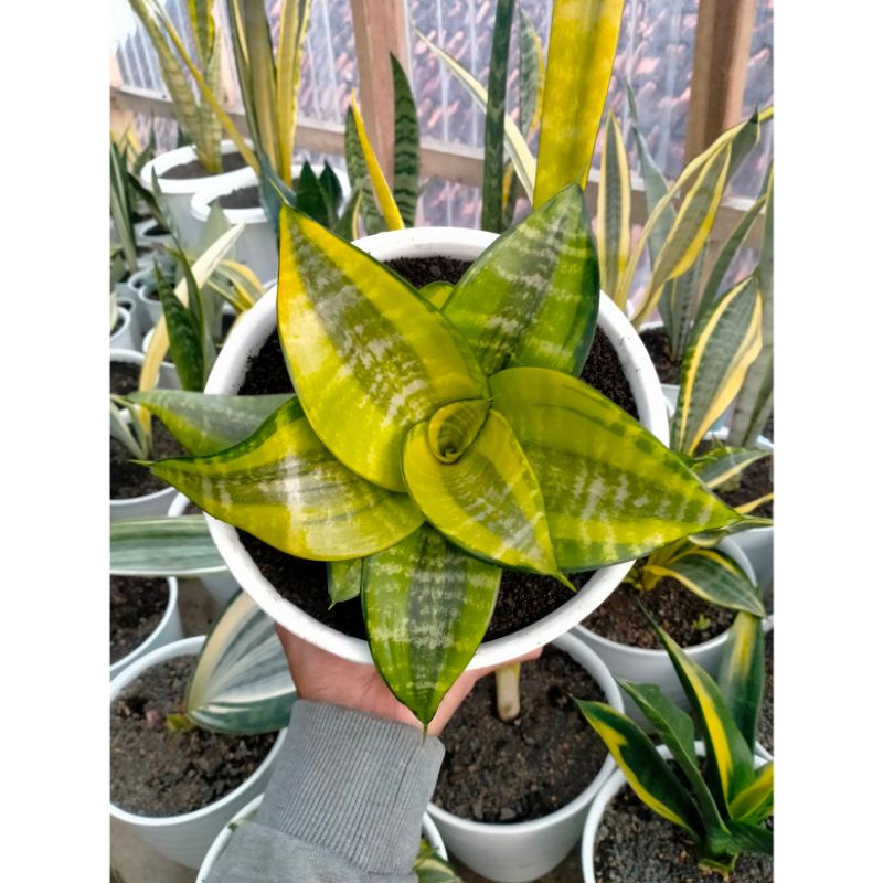 Sansevieria Hahnii Philipine Besar dalam Pot 20cm