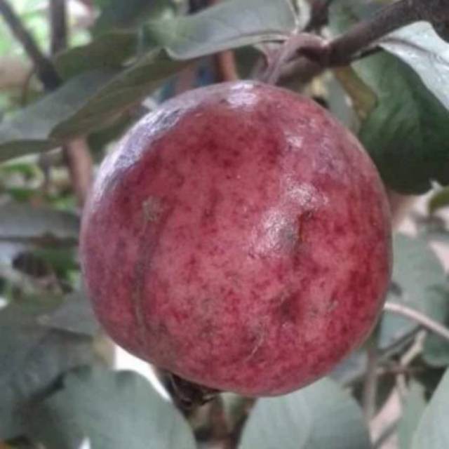 Bibit tanaman jambu merah australi