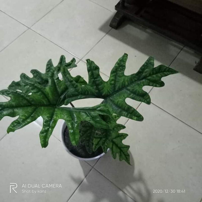 alocasia Jacklyn