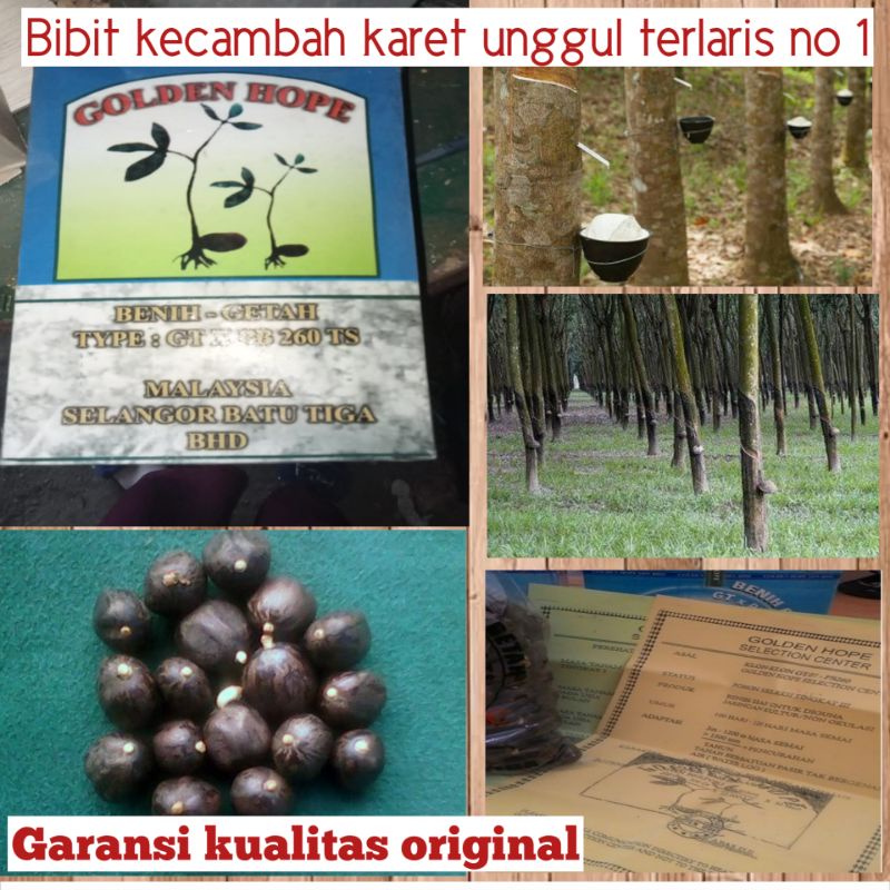 BENIH BIBIT KECAMBAH POLONG KARET MERAH UNGGUL ASLI BIBIT KARET MALAYSIA PB 260 UNGGUL GOLDEN HOPE O